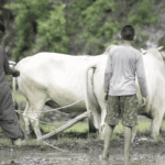 खरीफ सीजन में 75 बोवनी पूरी