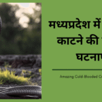 मध्यप्रदेश में सांप के काटने की बढ़ती घटनाएं (1)