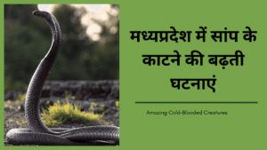 मध्यप्रदेश में सांप के काटने की बढ़ती घटनाएं (1)