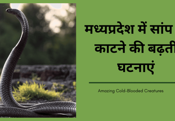 मध्यप्रदेश में सांप के काटने की बढ़ती घटनाएं (1)
