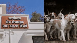 panna tiger rijarv ka aitihaasik phaisala baghon ki suraksha ke lie 27 baphar jon gaanvon mein aavaara kutton ka vyaapak vaikseeneshan abhiyaan (1)